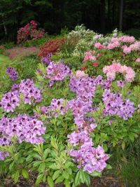 Rhododendron Park Graal-Mueritz 0211