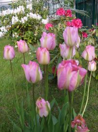 Umgebung Graal-Mueritz 0051