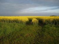 Umgebung Graal-Mueritz 0161