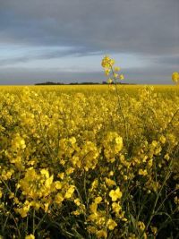 Umgebung Graal-Mueritz 0171