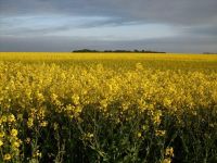 Umgebung Graal-Mueritz 0181