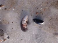 Villa Nordwind Graal-Mueritz Winter 0291